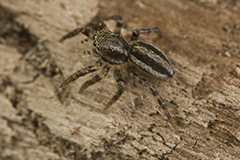 Phlegra fasciata wildlife spider photos by www.wildlifephotos.biz