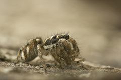Salticus scenicus wildlife spider photos by www.wildlifephotos.biz