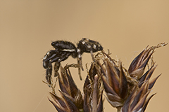 Salticus zebraneus wildlife spider photos by www.wildlifephotos.biz