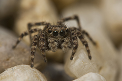 Sitticus pubescens wildlife spider photos by www.wildlifephotos.biz