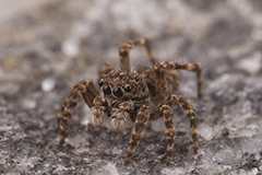 Sitticus pubescens wildlife spider photos by www.wildlifephotos.biz