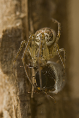 Metellina mengei wildlife spider photos by www.wildlifephotos.biz