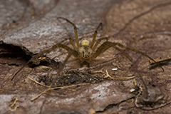 Metellina mengei wildlife spider photos by www.wildlifephotos.biz