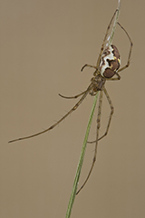 Tetragnatha obtusa wildlife spider photos by www.wildlifephotos.biz
