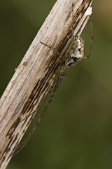 Tetragnatha obtusa wildlife spider photos by www.wildlifephotos.biz