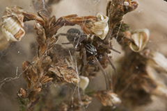Dictyna arundinacea wildlife spider photos by www.wildlifephotos.biz