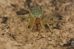 Nigma walckenaeri wildlife spider photos by www.wildlifephotos.biz