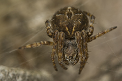 Agalenatea redii wildlife spider photos by www.wildlifephotos.biz