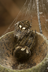 Agalenatea redii wildlife spider photos by www.wildlifephotos.biz