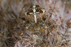 Araneus diadematus wildlife spider photos by www.wildlifephotos.biz