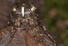 Araneus marmoreus wildlife spider photos by www.wildlifephotos.biz