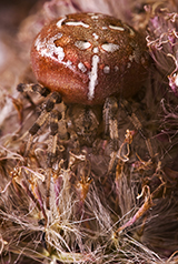 Araneus quadratus wildlife spider photos by www.wildlifephotos.biz