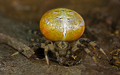 Araneus quadratus wildlife spider photos by www.wildlifephotos.biz