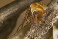 Araneus triguttatus wildlife spider photos by www.wildlifephotos.biz