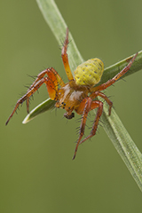 Araniella cucurbitina wildlife spider photos by www.wildlifephotos.biz