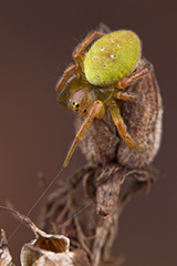 Araniella cucurbitina wildlife spider photos by www.wildlifephotos.biz