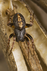 Cercidia prominens wildlife spider photos by www.wildlifephotos.biz