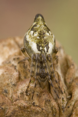 Cyclosa conica wildlife spider photos by www.wildlifephotos.biz