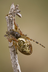 Cyclosa conica wildlife spider photos by www.wildlifephotos.biz