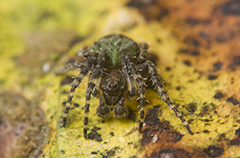 Gibbaranea gibbosa wildlife spider photos by www.wildlifephotos.biz