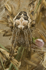 Larinioides cornutus wildlife spider photos by www.wildlifephotos.biz