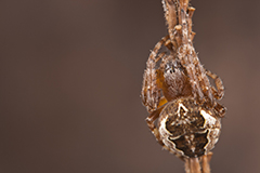 Larinioides patagiatus wildlife spider photos by www.wildlifephotos.biz