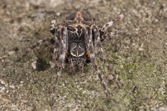 Larinioides sclopetarius wildlife spider photos by www.wildlifephotos.biz