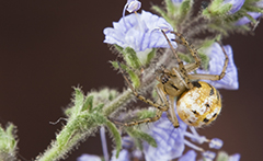 Mangora acalypha wildlife spider photos by www.wildlifephotos.biz