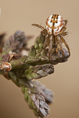 Mangora acalypha wildlife spider photos by www.wildlifephotos.biz