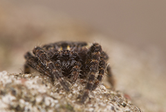 Nuctenea umbratica wildlife spider photos by www.wildlifephotos.biz