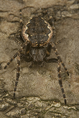 Nuctenea umbratica wildlife spider photos by www.wildlifephotos.biz