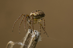 Zilla diodia wildlife spider photos by www.wildlifephotos.biz