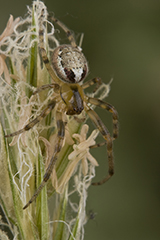 Zygiella atrica wildlife spider photos by www.wildlifephotos.biz