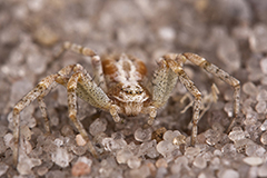 Philodromus aureolus wildlife spider photos by www.wildlifephotos.biz