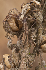 Philodromus cespitum wildlife spider photos by www.wildlifephotos.biz