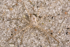 Philodromus fallax wildlife spider photos by www.wildlifephotos.biz