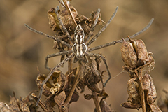Philodromus histrio wildlife spider photos by www.wildlifephotos.biz