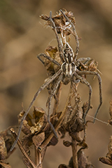 Philodromus histrio wildlife spider photos by www.wildlifephotos.biz