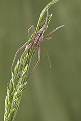 Tibellus oblongus wildlife spider photos by www.wildlifephotos.biz