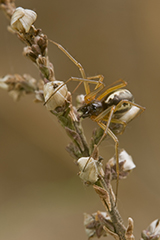 Linyphia hortensis wildlife spider photos by www.wildlifephotos.biz