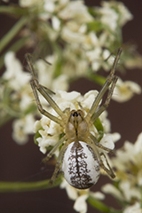 Linyphia triangularis wildlife spider photos by www.wildlifephotos.biz