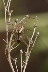 Neriene montana wildlife spider photos by www.wildlifephotos.biz