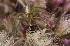 Neriene peltata wildlife spider photos by www.wildlifephotos.biz