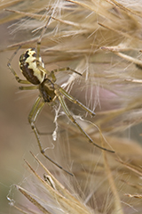 Neriene peltata wildlife spider photos by www.wildlifephotos.biz