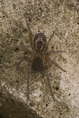 Amaurobius fenestralis wildlife spider photos by www.wildlifephotos.biz