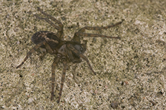 Amaurobius fenestralis wildlife spider photos by www.wildlifephotos.biz
