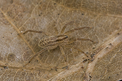 Zora spinimana wildlife spider photos by www.wildlifephotos.biz