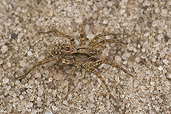 Alopecosa barbipes wildlife spider photos by www.wildlifephotos.biz