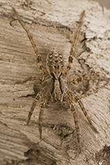 Alopecosa barbipes wildlife spider photos by www.wildlifephotos.biz