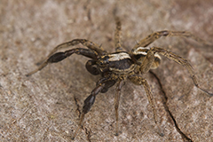 Alopecosa cuneata wildlife spider photos by www.wildlifephotos.biz